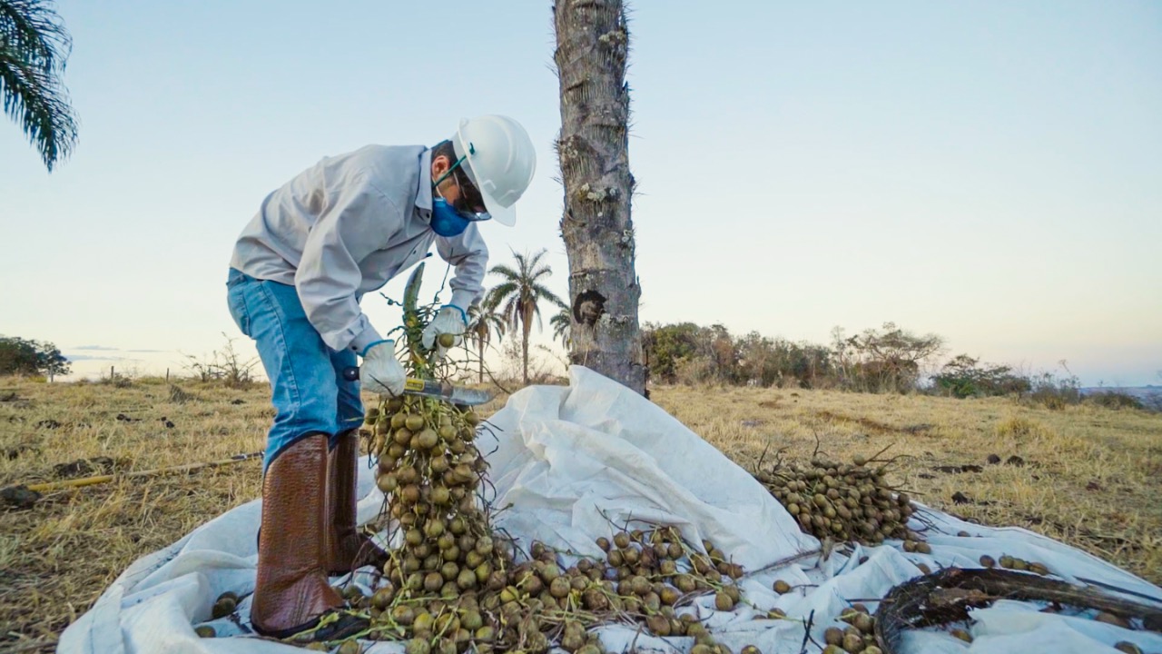 Colheita manual de cacho de frutos de macaúba em campo